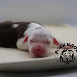 Anthony Bridgerton - Brown and white male Sheepadoodle puppy in Edmond, Oklahoma from Rock N Roll Doodles