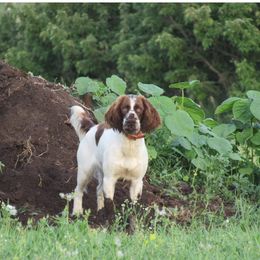 English Springer Spaniel All Grown Up from Sho-Me Springers