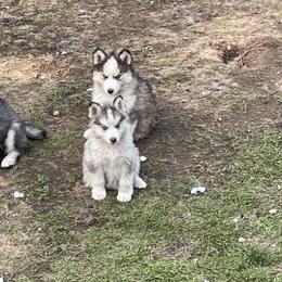 Siberian Husky Puppies from Addison Grove Huskies