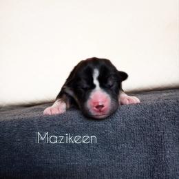 Mazikeen - Black tan and white Siberian Husky puppy in Dunnellon, Florida from Clover's Legacy Siberians