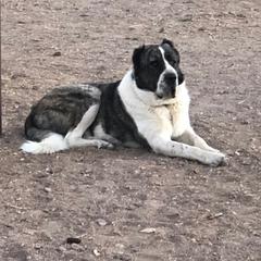 Luka - Armenian Gampr