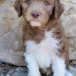 Aussiedoodle and Australian Shepherd Puppies from Western Doodles Utah