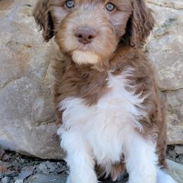 Aussiedoodle and Australian Shepherd Puppies from Western Doodles Utah