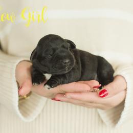 Yellow Girl - Black female Miniature Schnauzer puppy in Commerce, Georgia from Peach State Miniature Schnauzers