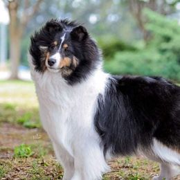 Sophia - Shetland Sheepdog
