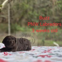 Buzz - Chocolate male Labrador Retriever puppy in Rogue River, Oregon from PNW Labradors