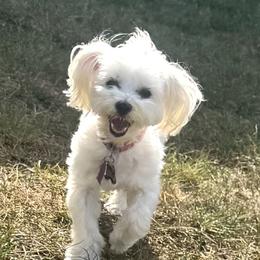Maltese Puppies from Max & Pearl The Ocala Maltese Family