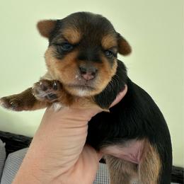 Nessa - Black and tan female Yorkshire Terrier puppy in Ashland, Kentucky from Yorkie Paw