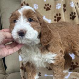 Birdie - Red  female Goldendoodle puppy in Florence, South Carolina from Candy Doodles