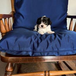 Magnum - Black & white male Maltipoo puppy in Lawrenceburg, Tennessee from LUV Poodles and Maltipoos