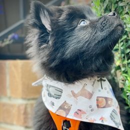Rhysand 2,000 - Black and white Pomsky puppy in Greenville, South Carolina from Thicketty Mountain Pomskies