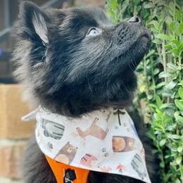 Rhysand 2,000 - Black and white Pomsky puppy in Greenville, South Carolina from Thicketty Mountain Pomskies