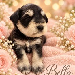 Bella - Black and silver female Miniature Schnauzer puppy in Hull, Georgia from Ardent Miniature Schnauzers of Athens