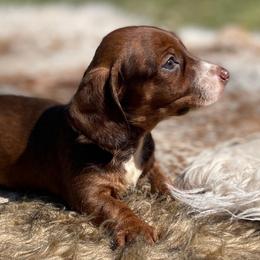 Kiwi - Brindle female Dachshund puppy in Purdy, Missouri from Shotgun Pups