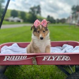 Lil Deville - Sable female Collie puppy in Chilhowie, Virginia from Jolly Collies
