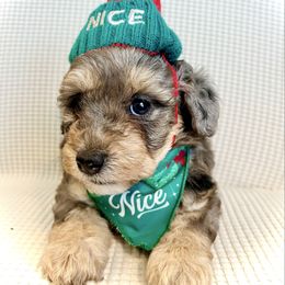 PANCAKE - Merle female Bernedoodle puppy in Houston, Texas from Pia’s Doodle Poodle Wag