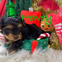 Hewey - Black and tan male Yorkshire Terrier puppy in Fairview, West Virginia from Prims Puppies LLC