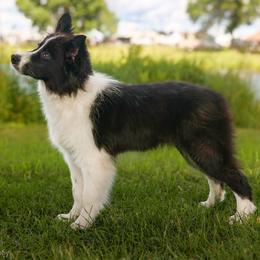 Rune - Black and white male Border Collie puppy in Brooklyn Center, Minnesota from Inspire Performance Dogs