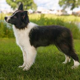 Rune - Black and white male Border Collie puppy in Brooklyn Center, Minnesota from Inspire Performance Dogs
