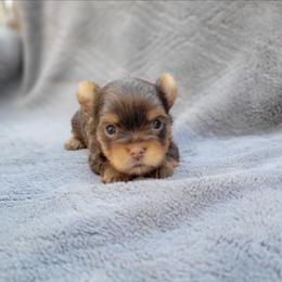 Millie - Chocolate, tan and white female Yorkshire Terrier puppy in Middleton, Idaho from Rocky Mountain Yorkies