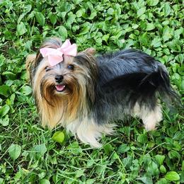 Isla - Yorkshire Terrier