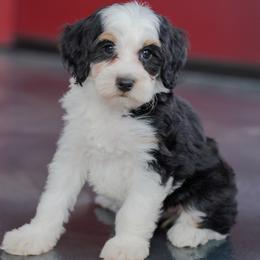 Martha - Tri-color female Bernedoodle puppy in Dundee, Ohio from Down Home Doodle