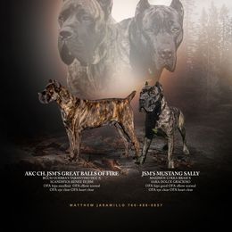 Cane Corso Puppies from JSM Corsos