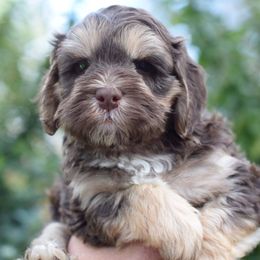 Labradoodle Puppies from Ocean View Labradoodles