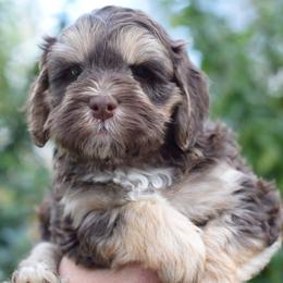 Labradoodle Puppies from Ocean View Labradoodles