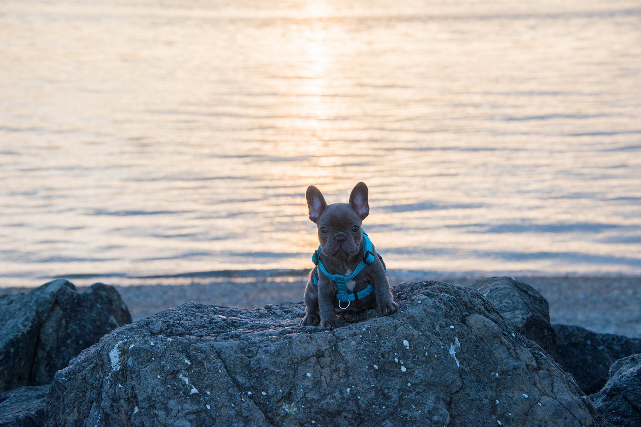 Emerald city blue sales frenchies