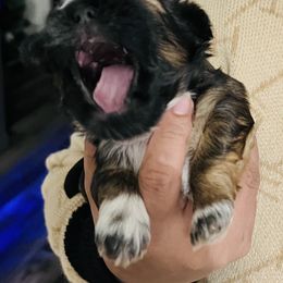 Shih Tzu Puppies from Wilson Kennel