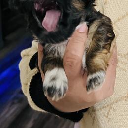 Shih Tzu Puppies from Wilson Kennel