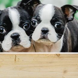 Boston Terriers from Bruno’s Bostons