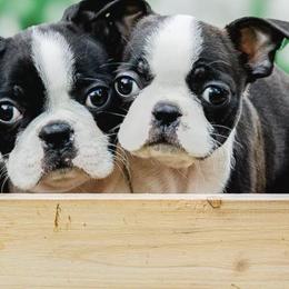 Boston Terriers from Bruno’s Bostons