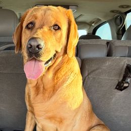 Red - Labrador Retriever