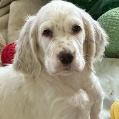 Clark - Orange belton English Setter puppy in New Windsor, Maryland from Ambush Kennel