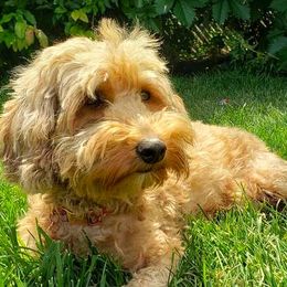 Bunny - Goldendoodle