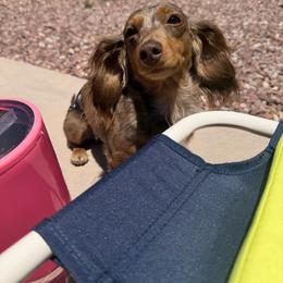 Kimber - Dachshund