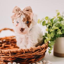 Purple Girl - Cream female Cavapoo puppy in Mckinney, Texas from Doodles of North Tx