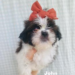 John - Brindle and white male Shih Tzu puppy in Jasper, Georgia from Tiny Bubbles Shih Tzus