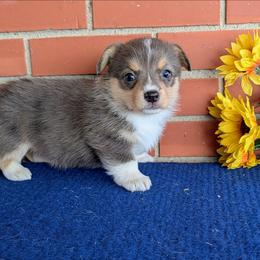 Bridget - Blue merle and white female American Corgi puppy in Shawnee, Oklahoma from Sunray Ranch