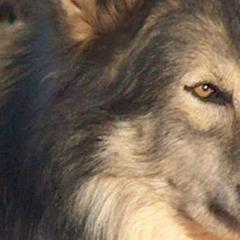 Native American Indian Dogs from Indian Valley Kennels