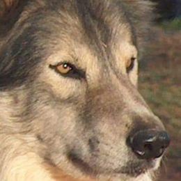 Native American Indian Dogs from Indian Valley Kennels