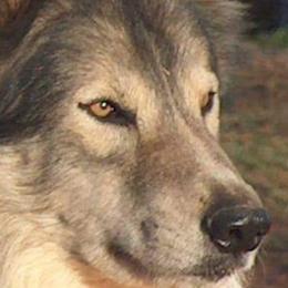 Native American Indian Dogs from Indian Valley Kennels