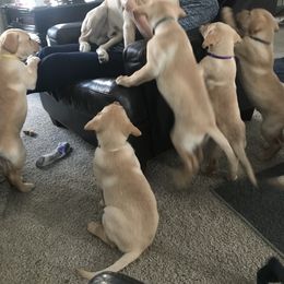 Labrador Retriever Puppies from Sycamore Kennels