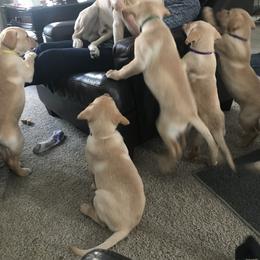 Labrador Retriever Puppies from Sycamore Kennels