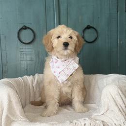 Ivy - Apricot female Goldendoodle puppy in Layton, Utah from Gracious Doodle Dogs