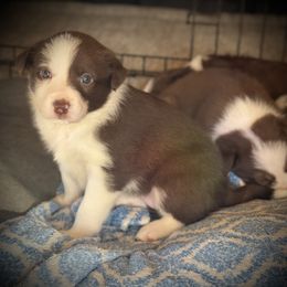 Charlie - White and red female Border Collie puppy in North Lakeport, California from Wild Rose Ranch