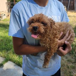 Sage - Apricot female Yorkipoo puppy in Laton, California from McMillan Family Kennels