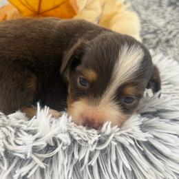 Cody - Red tri male Toy Australian Shepherd puppy in Ambrose, Georgia from Brandilyn's Aussies